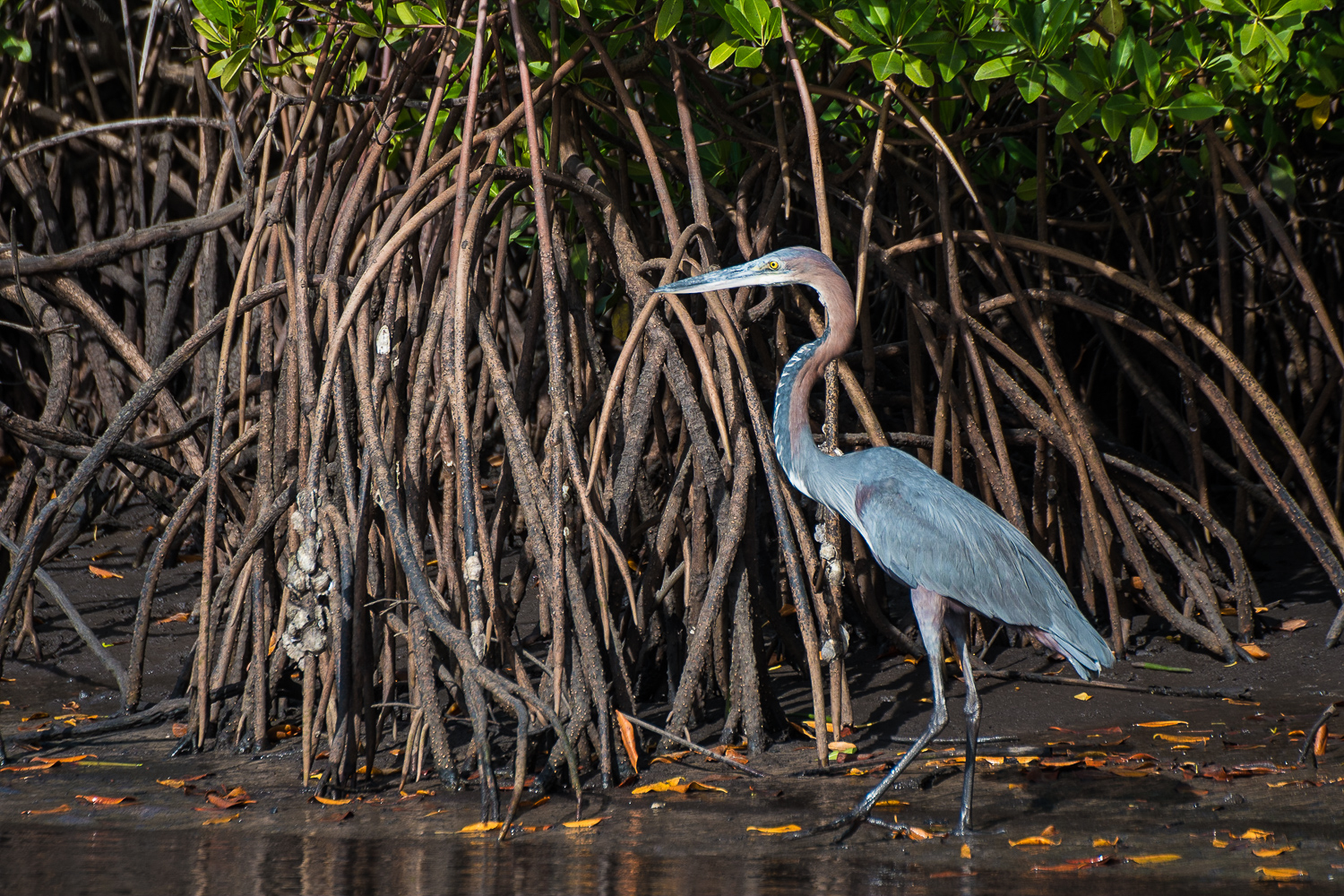 Héron Goliath adulte (Goliath Heron, Ardea Goliath) dans la mangrove, Réserve Nationale des iles du Saloum, Toubacouta, Sénégal